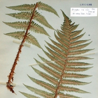 Dryopteris x complexa Fraser-Jenkins (Dryopteridaceae). hb.Mnhn - LUX19109 - leg. Reichling 1952, det. Fraser-Jenkins 1987 . © 2009 by Yves Krippel.